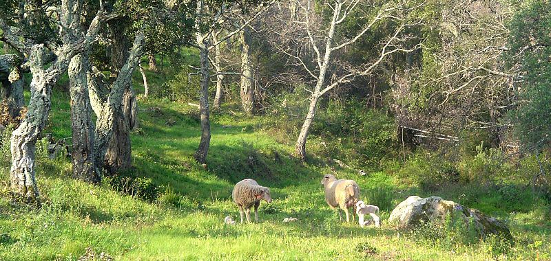 Vous rencontrerez surement d autres habitants comme ces moutons - You will encounter probably inhabitants of the place as these lambs