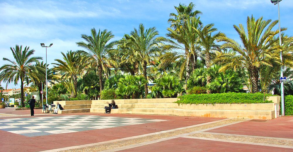 Une place sublime aux multiples palmiers - Wonderfull place with all palm trees